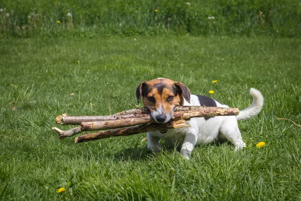 Köpek sahibine çayır ile odun taşır