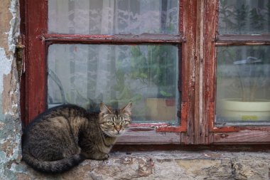 Kedi pencere pervazına üzerinde oturuyor