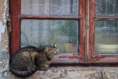 Kedi pencere pervazına üzerinde oturuyor