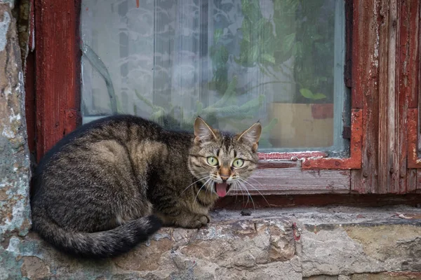 猫坐在窗台上 — 图库照片