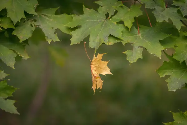 Single yellow leaf is falling from the background of green autumn leaves foliage