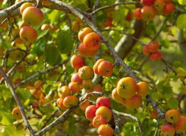 Elma elma ağacının dalları üzerinde. Taze, sağlıklı ve renkli meyve.