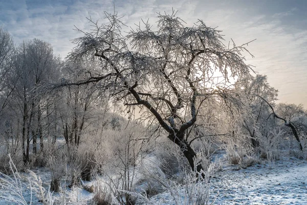 Paisagem de inverno - árvores geladas na manhã ensolarada — Fotografia de Stock