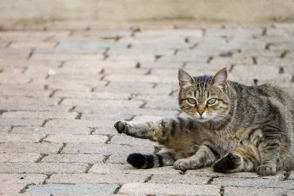 城市街道灰色路面上的灰色条纹猫 — 图库照片