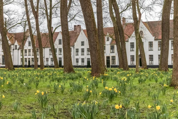 Flores Amarelas Primavera Grama Verde Parque Bruges Bélgica — Fotografia de Stock