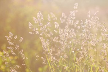 Güzel çayır çiçeklerle yumuşak odak. Doğa ile çim ve kır çiçekleri alan arka plan. Yumuşak odak.