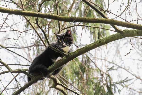 猫爬了上去 坐在大自然的树枝上 猫需要帮助 — 图库照片