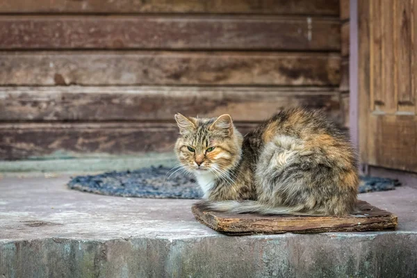 生姜条纹猫坐在安静的老门廊附近的老农村木结构房子的入口 — 图库照片