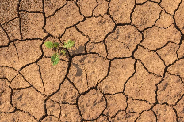 Plant sprouting in dried desolate land or dry areas. Flat lay of desert. Hope concept.