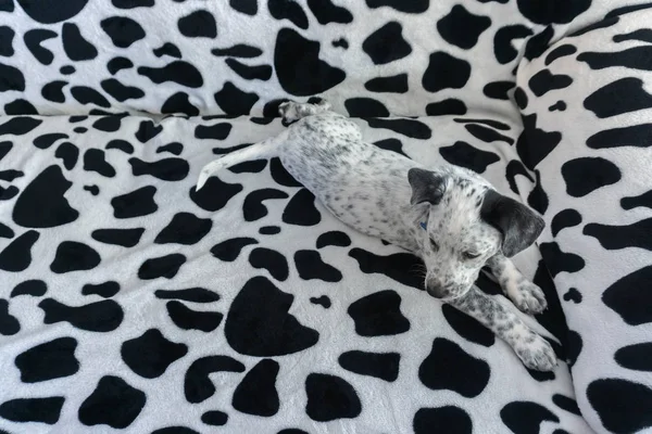 Köpeği bul. Kamuflaj arka plan kanepe üzerinde genç karışık dalmaçya döşeme.