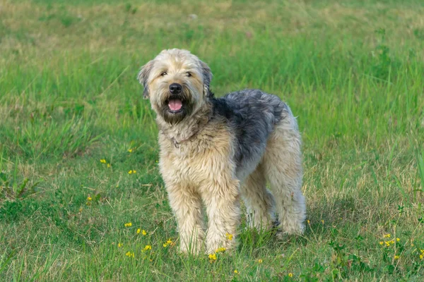 Irish soft coated wheaten terrier stay on grass — Stock Photo, Image