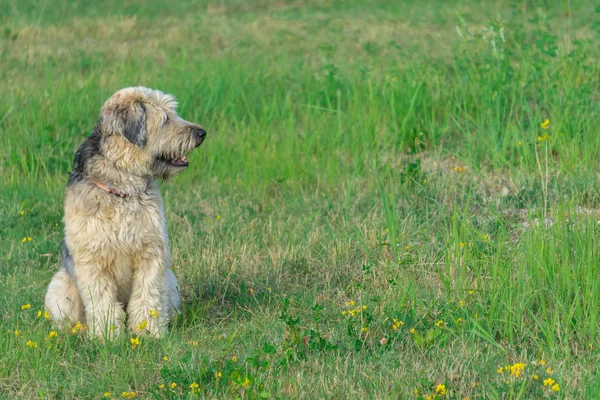 Irish soft coated wheaten terrier stay on grass