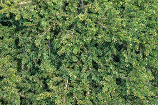 Natuurlijke textuur of achtergrond van kerstboom takken met heldere dikke Conifer naalden — Stockfoto