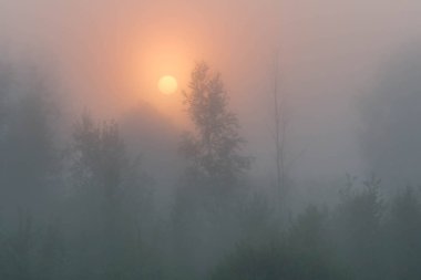 Güzel kırsal sahne sis ile Büyülü sabah güneşi. Kalın sis mistik sabah manzara.
