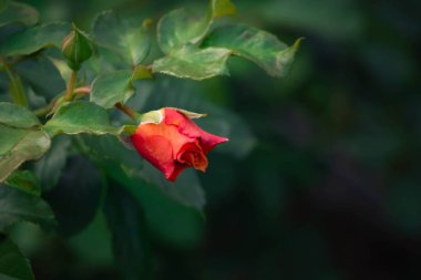 Yaz bahçesinde kırmızı gül çiçeği. Tebrik kartı için boşluk kopyala