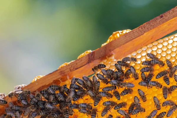 夏に黄金のハニカムにミツバチ ミツバチとのハニーコームのフレームでは リンゴです 田舎で養蜂してる 有機農業の概念 スペースのコピー — ストック写真