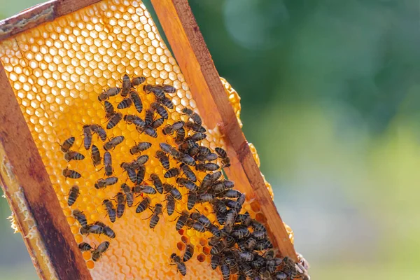 ミツバチと緑の自然コピースペースと黄金の蜂の巣のフレーム 夏にハニカムでミツバチ 田舎で養蜂してる 有機農業の概念 スペースのコピー — ストック写真