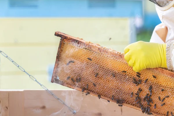養蜂家の手袋をはめた手の中にハニカム 黄色のゴム手袋を手にハニカムを保持蜂のスーツで養蜂家 田舎で養蜂してる 有機農業の概念 スペースのコピー — ストック写真
