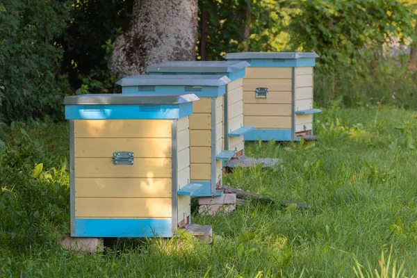 緑の牧草地で黄色と青の巣の行 畑の中に蜂を連れたアピアの列に立っているハイブ 草原に多くの蜂が巣を作っている 田舎で養蜂してる 有機農業の概念 スペースのコピー — ストック写真