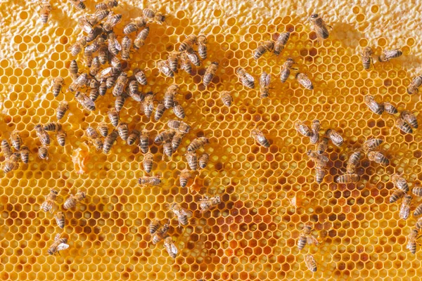 ミツバチとのハニカム 黄金のハニカムの蜂の多く 養蜂場でのミツバチの密着 ハニカムの背景 田舎で養蜂してる 有機農業の概念 — ストック写真