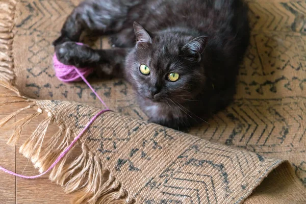 Kitten playing with ball of yarn. Gray cat keeping knitting ball and looking straight at kamera. Kitten with ball of knitts on beige carpenter on floor. Cosy home in autumn or fall concept.