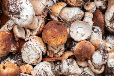 Çiğ, yenilebilir mantar boletus edulis 'i kapatın. Taze mantar arka planı. Seçici odak