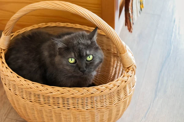 Cute cat sitting in wicker bag. Funny kitty hiding in basket. Dark gray cat close-up under wicker on floor