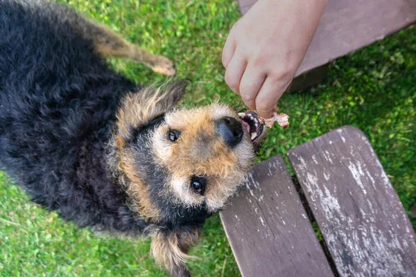 Perro Mayor Comiendo Comida Manos Humanas Afuera Patio Viejo Perro — Foto de Stock