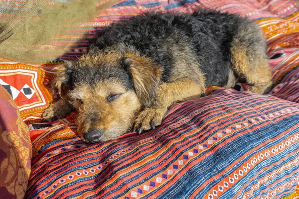 Sunlight 'ta kanepede kestiriyor. Gözleri kapali yasli yastikli renkli koltukta uyuyan yasli bir köpek. Hayali kırma tüylü köpek.