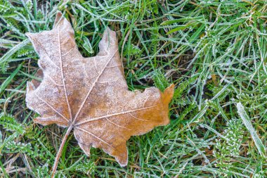 Sonbaharda çimenlerin üzerinde düşen akçaağaç yaprağının üzerindeki buz. Soğuk mevsim ya da sonbahar mevsimi için donmuş akçaağaç yaprağı ve çimen arka planı