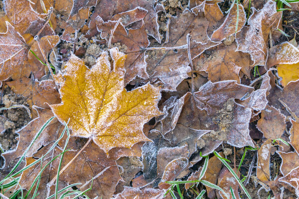 Fallen maple leaves with frost on ground in cool autumn. Frozen leaves for cold season background