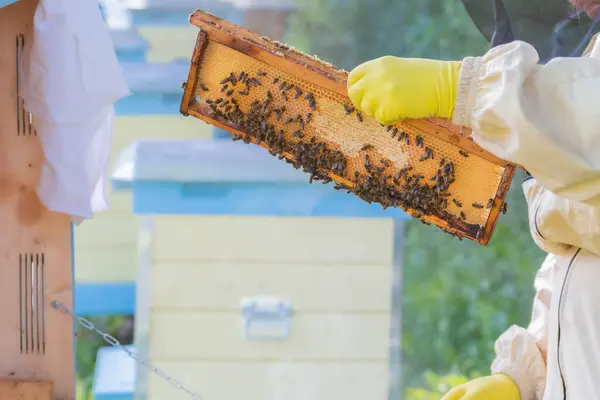 黄色のゴム手袋を手にハニカムを保持蜂のスーツで養蜂家 手袋をした手にハニカム 田舎で養蜂してる 有機農業の概念 — ストック写真