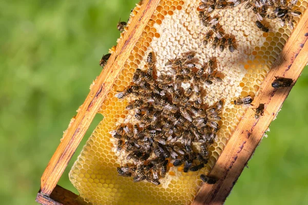 緑の自然を背景にミツバチと黄金の蜂の巣のフレーム ミツバチが蜂の巣に 田舎で養蜂してる 有機農業の概念 — ストック写真