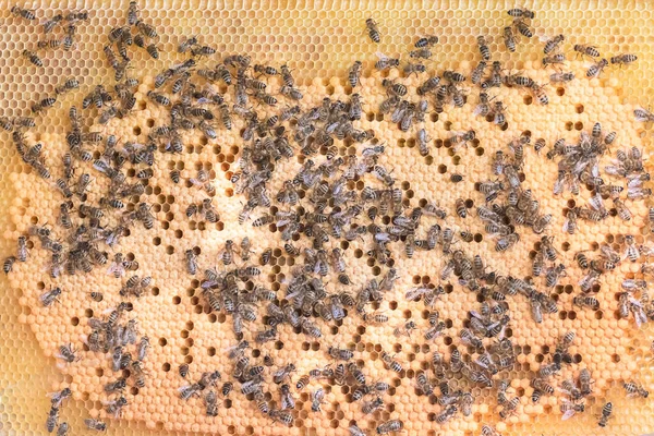 蜂の多くは桃の黄金のハニカムの上に ミツバチとのハニーコームを閉じる ハニカムの背景 田舎で養蜂してる 有機農業の概念 — ストック写真