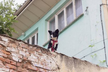 geniş sadık siyah köpek shot