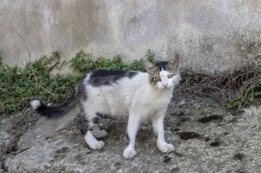 Geniş tatlı şirin kedi yere sabah zaman vurdu.