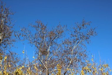 Sonbahar sezonunda ağaç dalları için yakın çekim