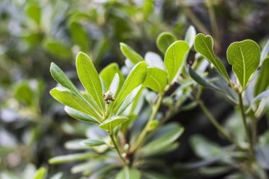Güzel bir gün için Türkiye 'de Izmir 'de yeşil yaprak ağacının yakın çekim çekimi