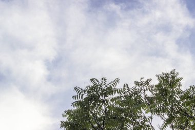 Geniş açık mavi gökyüzü ile güzel gün Izmir Türkiye'de yeşil büyük ağaç ile ateş