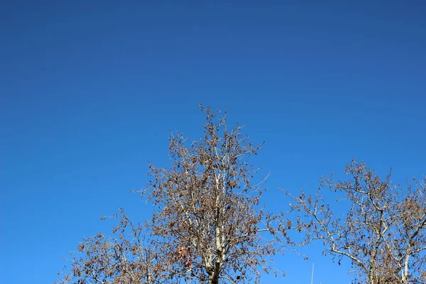 Bovenaanzicht Schot Voor Meerdere Bomen Herfst Seizoen Turkije — Stockfoto