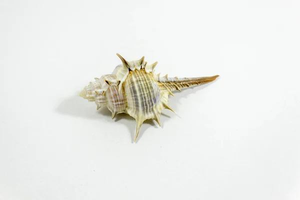 Beyaz arka plan ile güzel seashell yakın çekim çekim