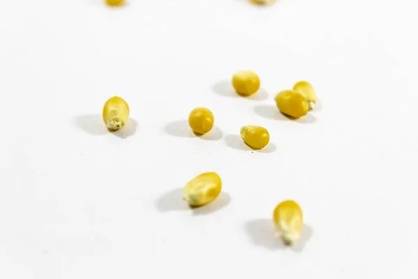 Четкий Снимок Семени Кукурузы Диагонали Белом Фоне — стоковое фото