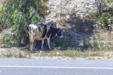 Öğleden sonra asfalt yola yakın sağlıklı inek açık ateş