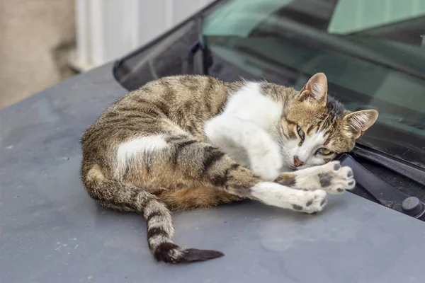 Front shoot of sweet cat on car at afternoon time