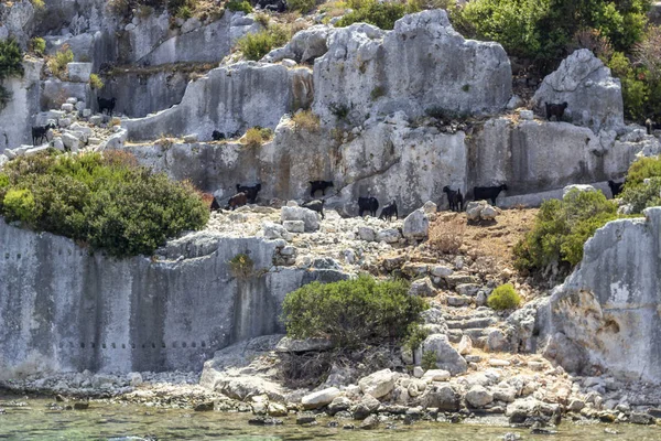 Pequeñas Cabras Negras Cadge Ruinas Históricas Lycian Cerca Del Mar — Foto de Stock
