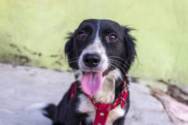 Yakın çekim ateş tatlı corgi türü şirin köpek