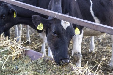 Yakın çekim açık ateş yerel gruptaki siyah inek