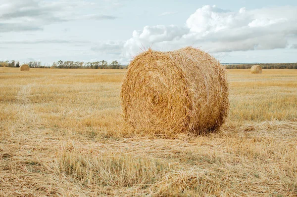 Pole Slámovými Balíky Sklizni Zemědělské Pole — Stock fotografie