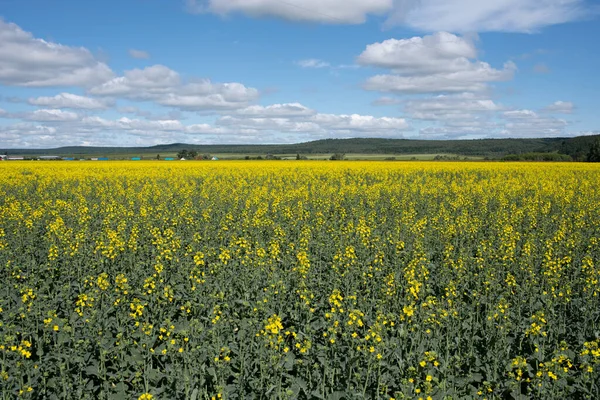 Mavi gökyüzü ile kolza tohumu tarlası.