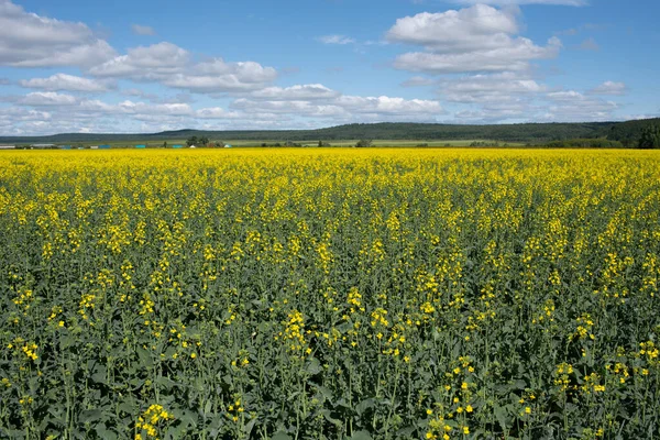 Mavi gökyüzü ile kolza tohumu tarlası.